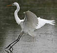 Grande Aigrette