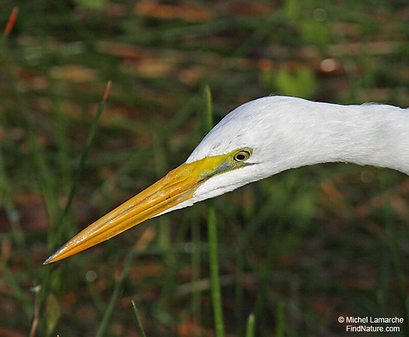 Great Egret