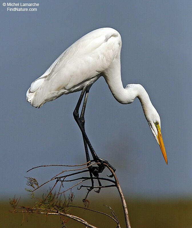 Great Egret