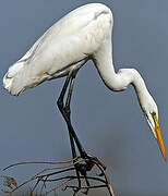 Grande Aigrette