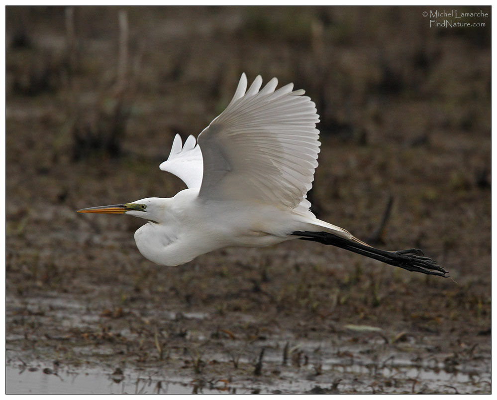 Great Egretadult, Flight