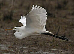 Grande Aigrette