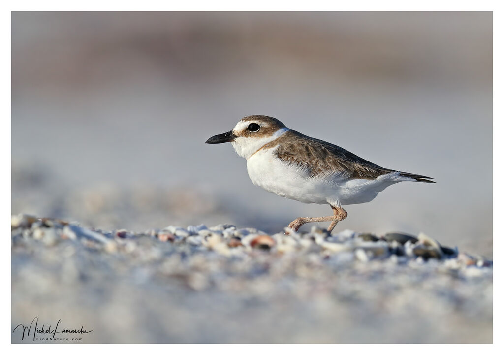 Wilson's Plover