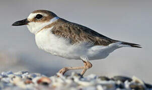 Wilson's Plover