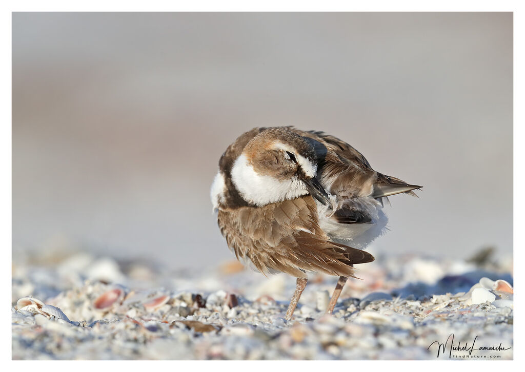 Wilson's Plover