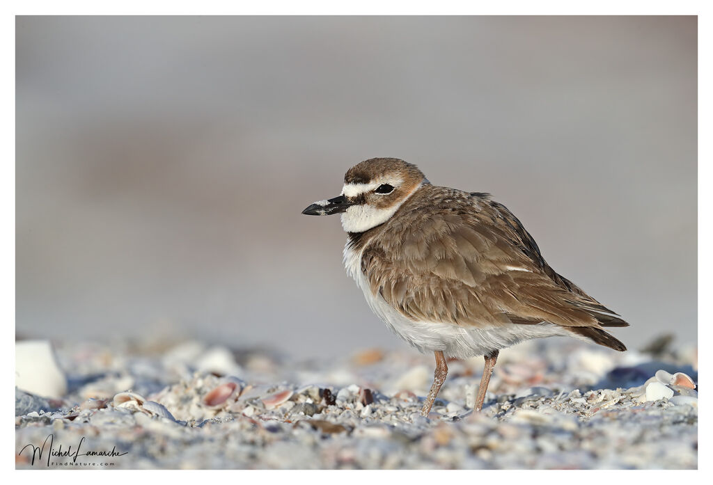 Wilson's Plover