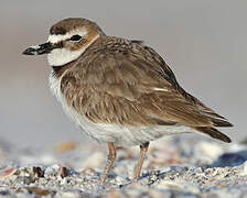 Wilson's Plover