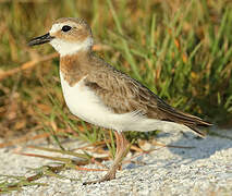 Wilson's Plover