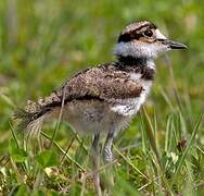 Killdeer