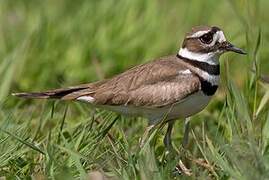 Killdeer