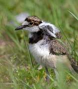 Killdeer