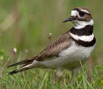 Killdeer