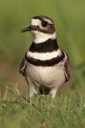 Killdeer