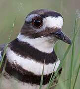 Killdeer