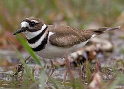 Killdeer