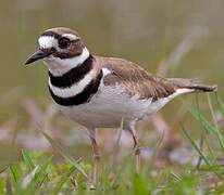 Killdeer