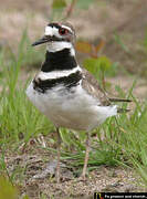 Killdeer