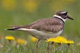 Killdeer