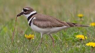 Killdeer