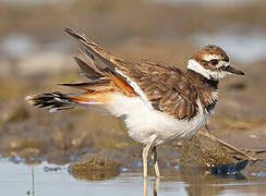 Killdeer