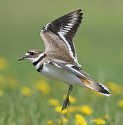 Killdeer