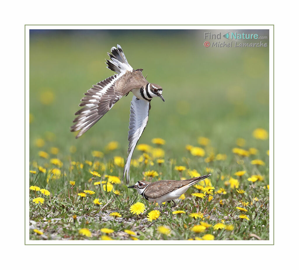 Killdeer, Flight