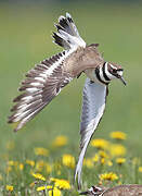 Killdeer