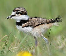 Killdeer