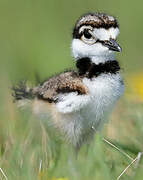 Killdeer