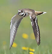 Killdeer