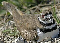 Killdeer