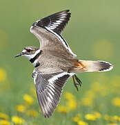 Killdeer