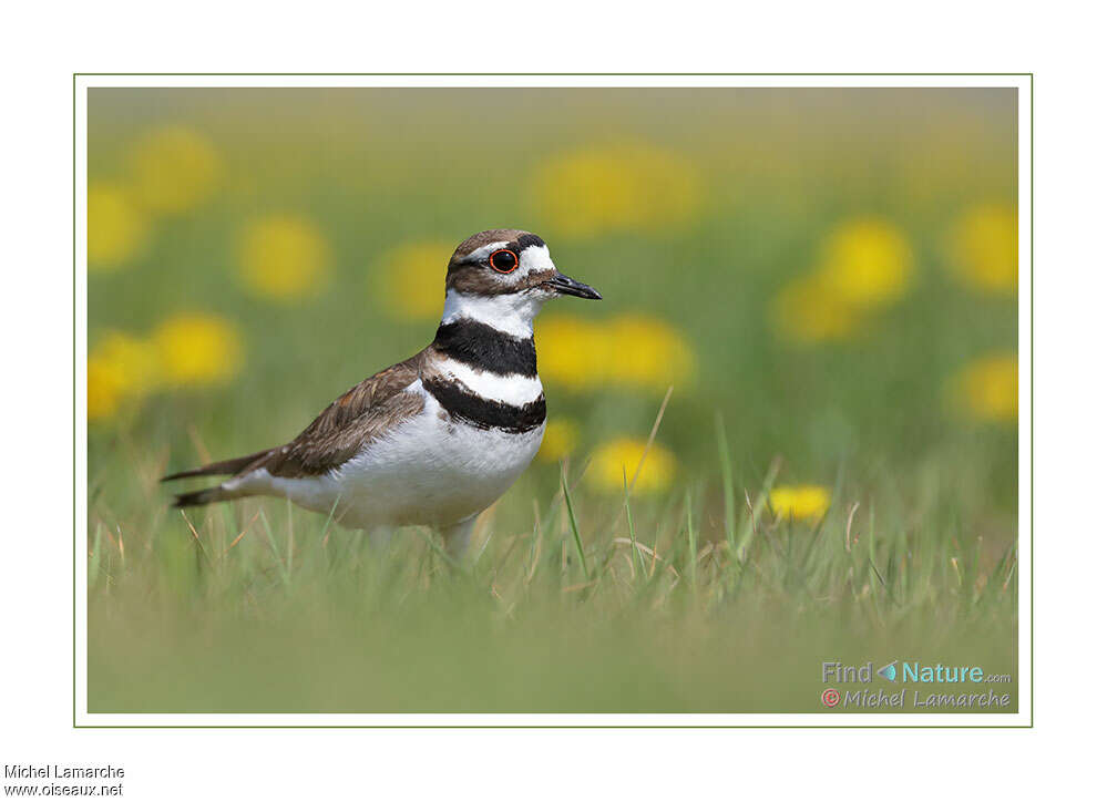 Killdeer male adult breeding, close-up portrait