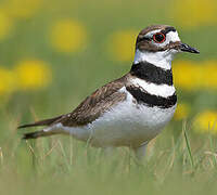 Killdeer