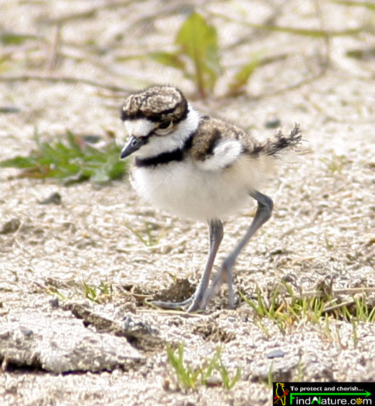 Killdeer