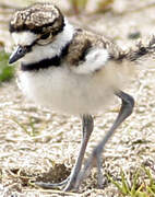 Killdeer