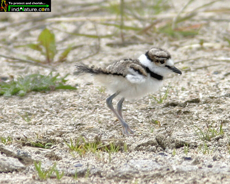 Killdeer