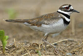 Killdeer