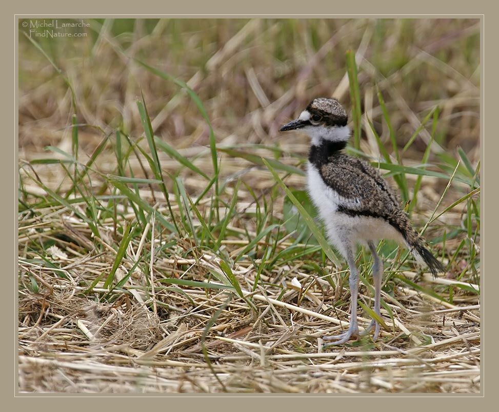 Killdeer