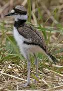 Killdeer