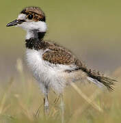 Killdeer