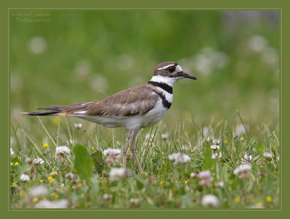 Killdeer