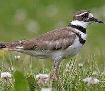 Killdeer