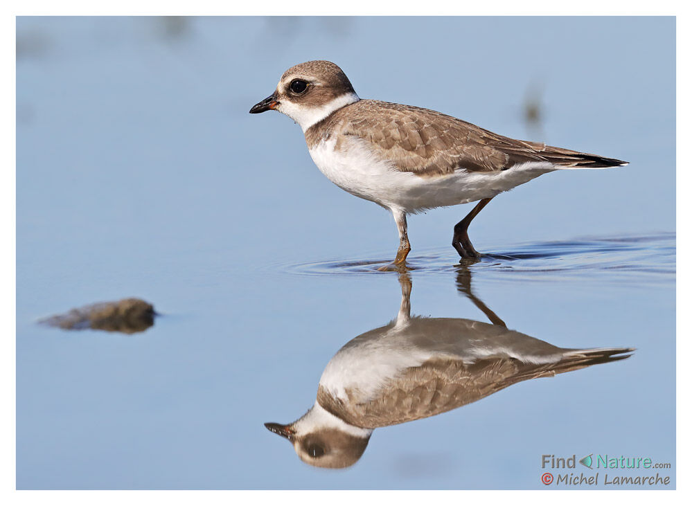 Semipalmated Plover