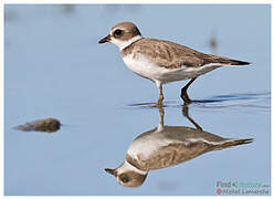 Semipalmated Plover