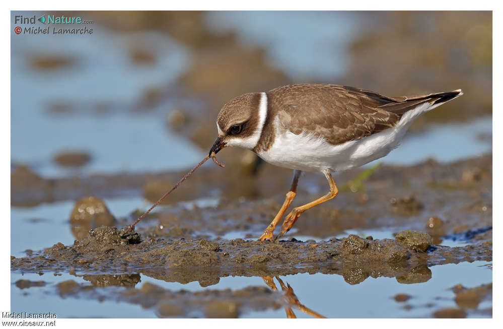 Semipalmated Ploveradult breeding, feeding habits, Behaviour