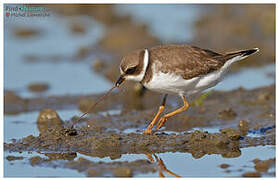 Semipalmated Plover