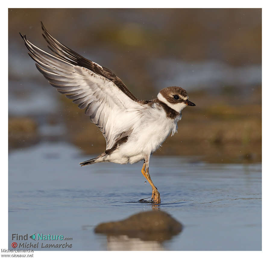 Semipalmated Ploveradult breeding, Behaviour