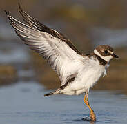 Semipalmated Plover