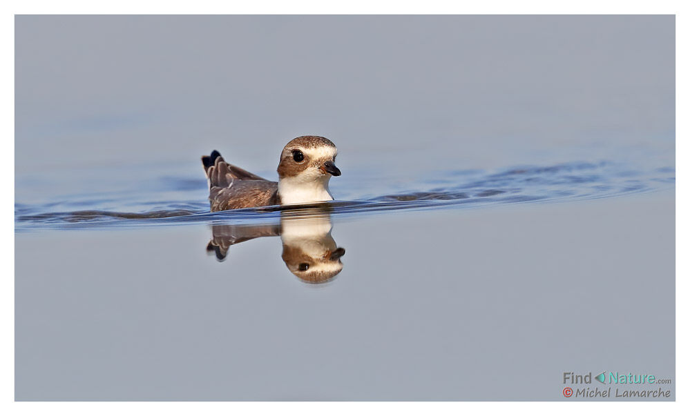 Semipalmated Plover